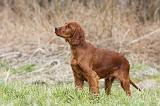 SETTER IRLANDAIS 230